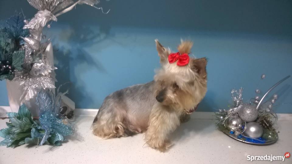 York dorosła sunia wysterylizowana Psy