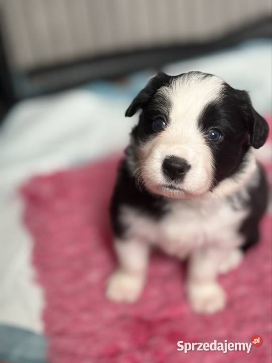 Szczenięta Border Collie FCI przebadanych podlaskie Monkinie