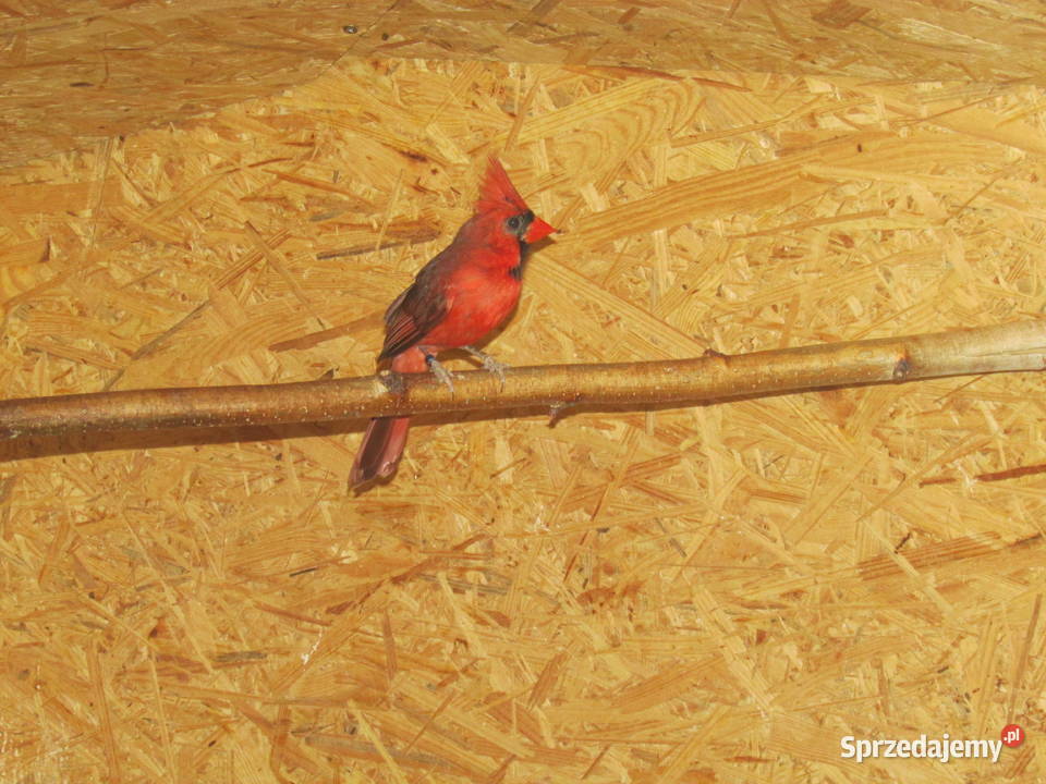 Kardynały szkarłatne Cardinalis cardinalis wielkopolskie