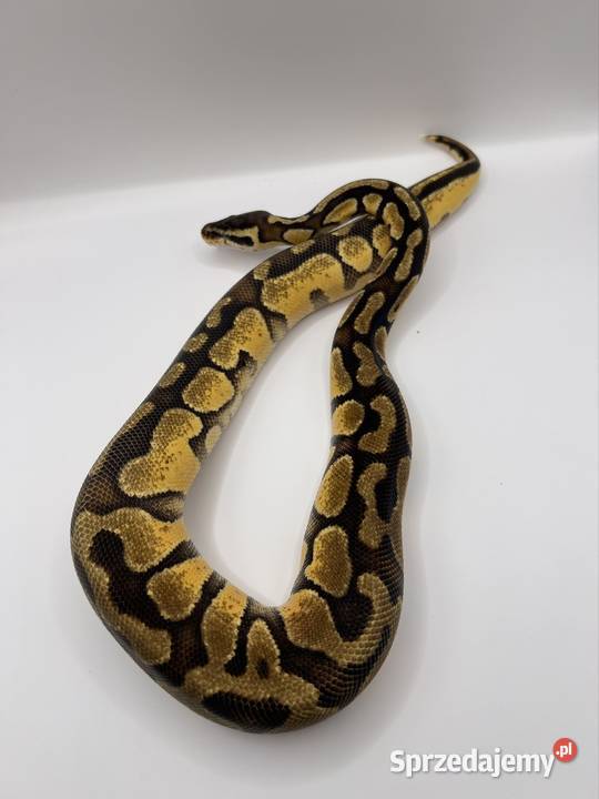 Węże różne odmiany