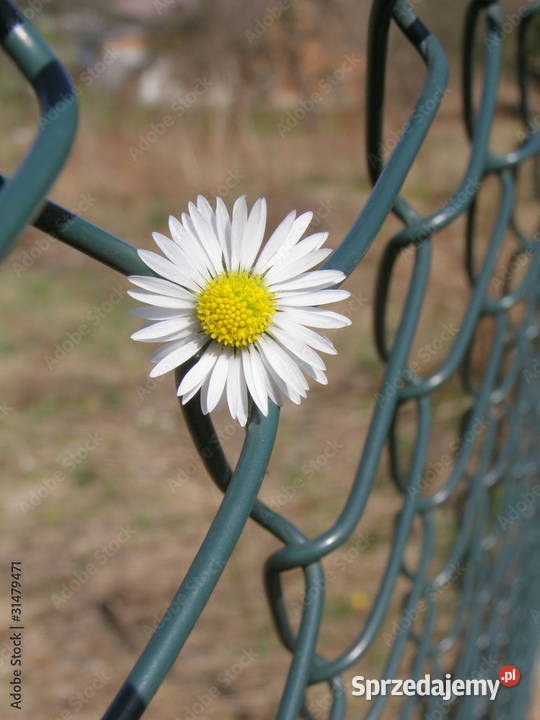 Montaż grodzeń I Siatka I Panele I Fachowo Częstochowa sprzedam