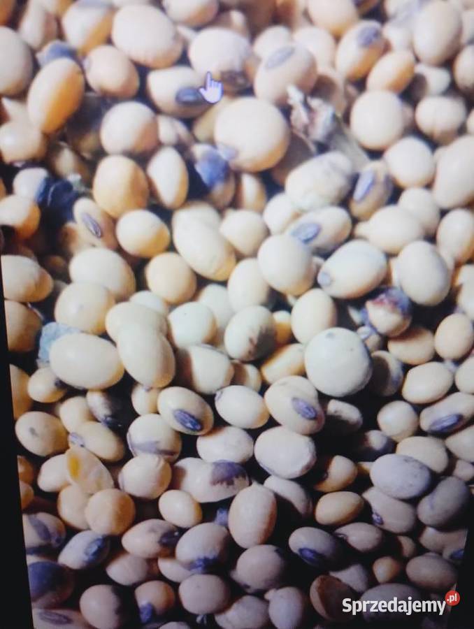 Sprzedam Grykę i soję zbiór 2025 Zboża sprzedam