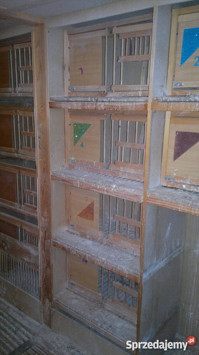 Cele gołebi Warszawa