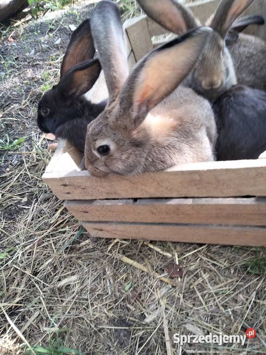 Króliki mieszańce Rejowiec Fabryczny