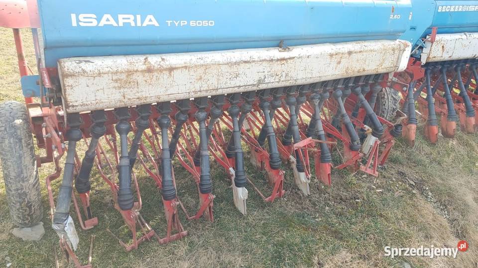 Siewnik Isaria małopolskie Rabka-Zdrój