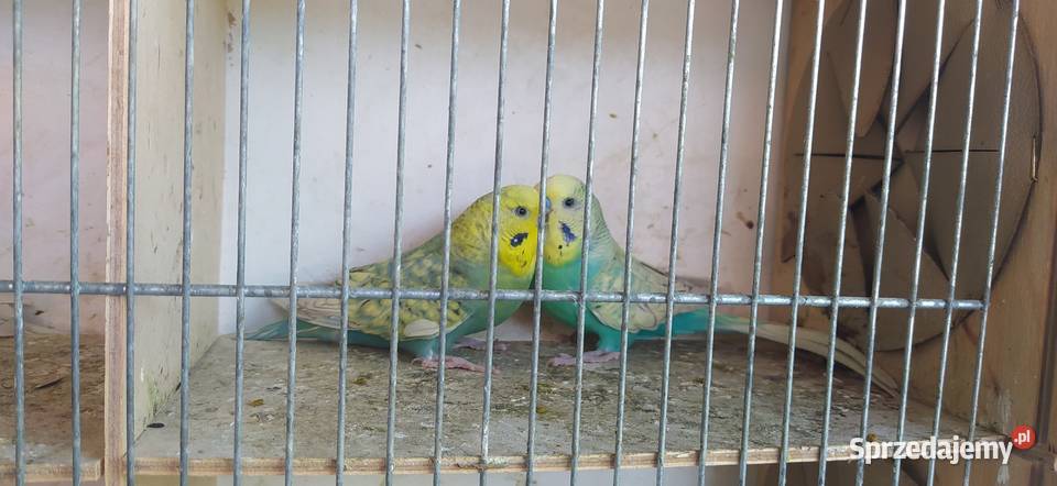 Papugi faliste tęczowe małopolskie Bochnia sprzedam