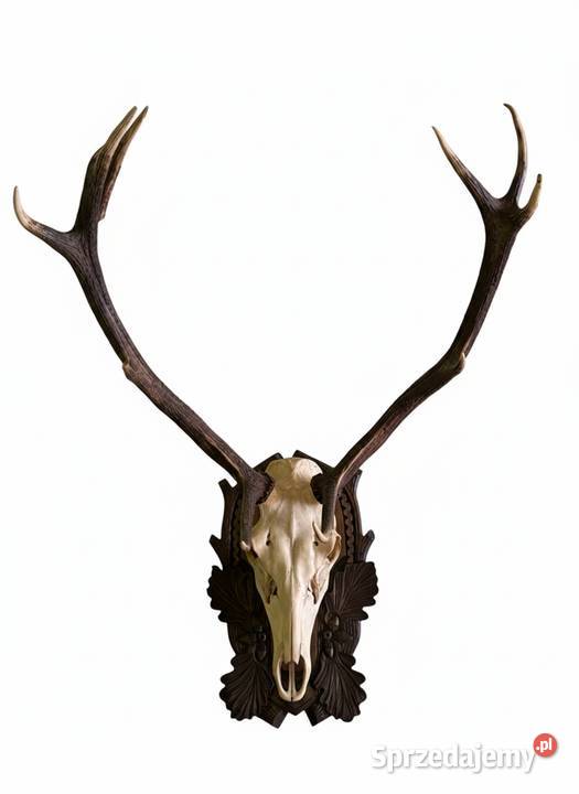 Ogromna Poroże jelenia z czaszka małopolskie Proszowice