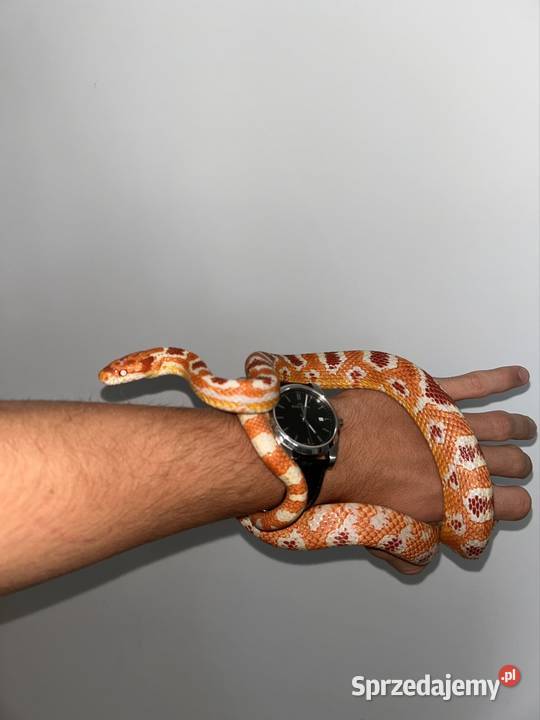 Wąż zbożowy Reverse okeetee Samiec śląskie Jaworzno sprzedam
