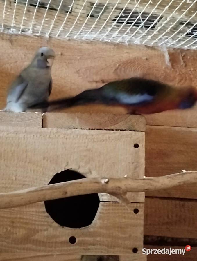 rozelle królewskie z tego roku 2 Sarnaki