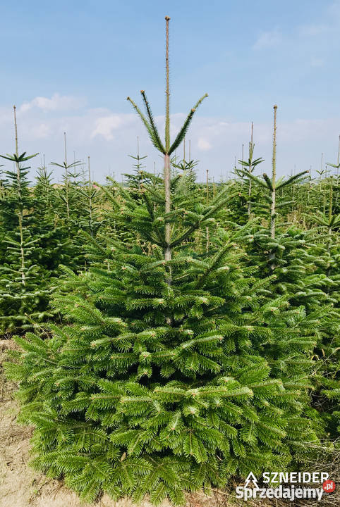 Jodła kaukaska pochodzenia polskiego 80300 Stała