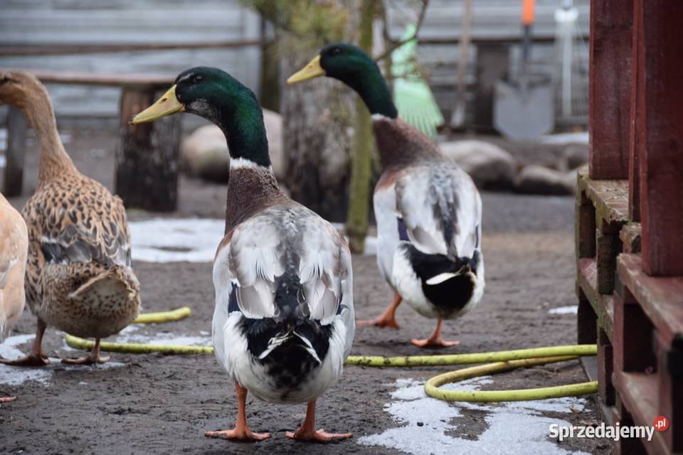 Kaczor biegusa mazowieckie Łochów
