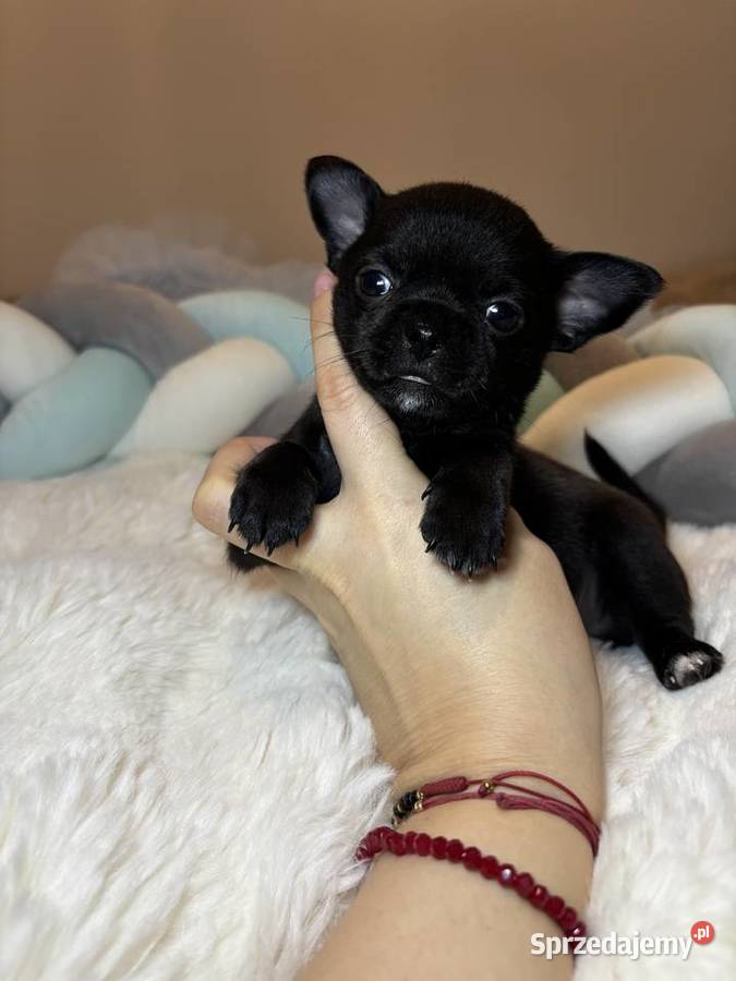 Piesek czarny krótkowłosy chihuahua badania DNA Bełchatów