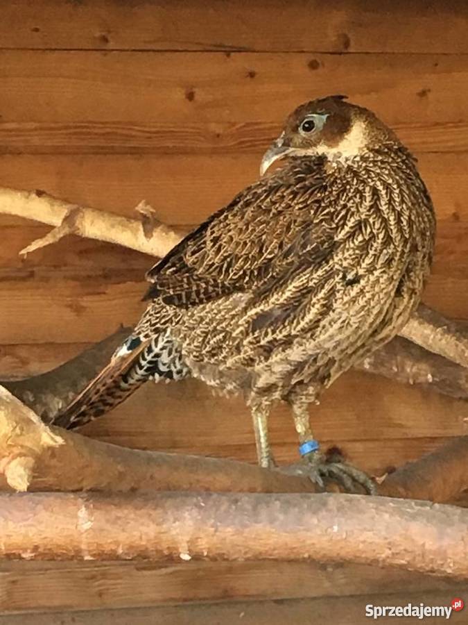 Olśniak Himalajski Działdowo