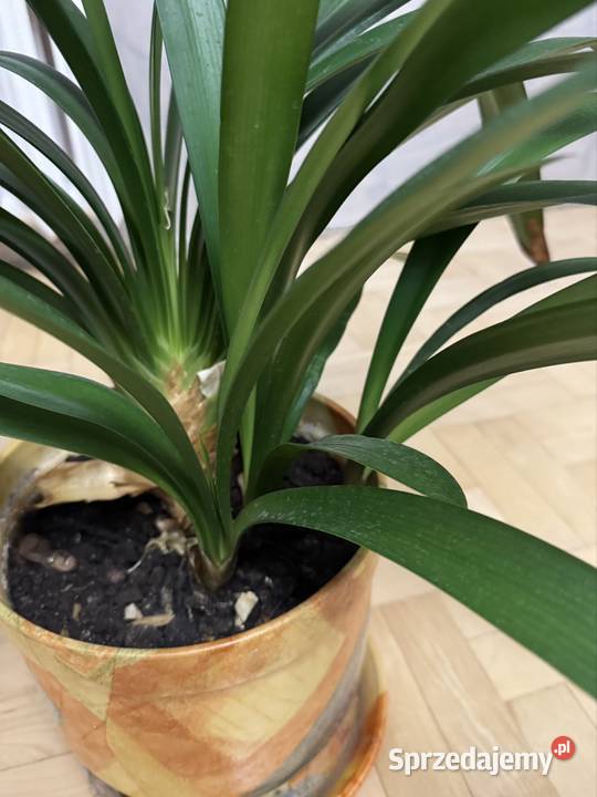 Kliwia pomarańczowa doniczkowa clivia miniata Częstochowa