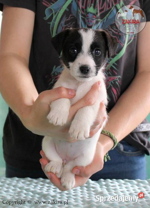 Szczenię Jack Russell Terrier zapowiedzi miotu