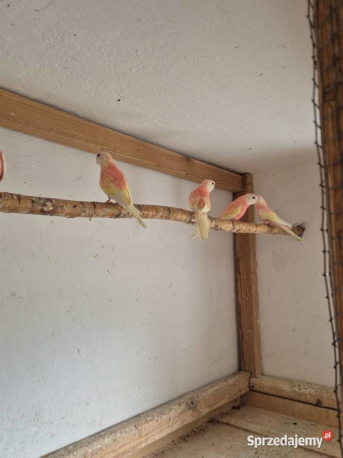 Lilianki łąkówki turkusowe sprzedam Kamień Śląski