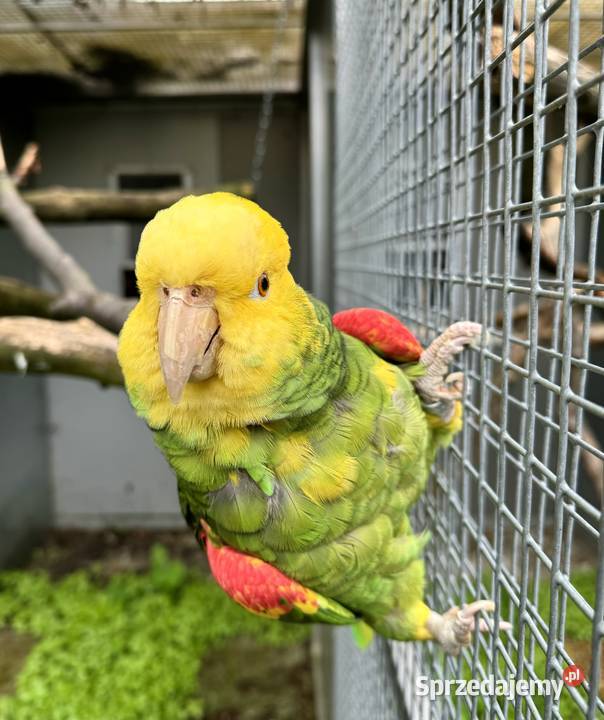 Amazonka Oratrix Pupile ręcznie karmione Rybnik