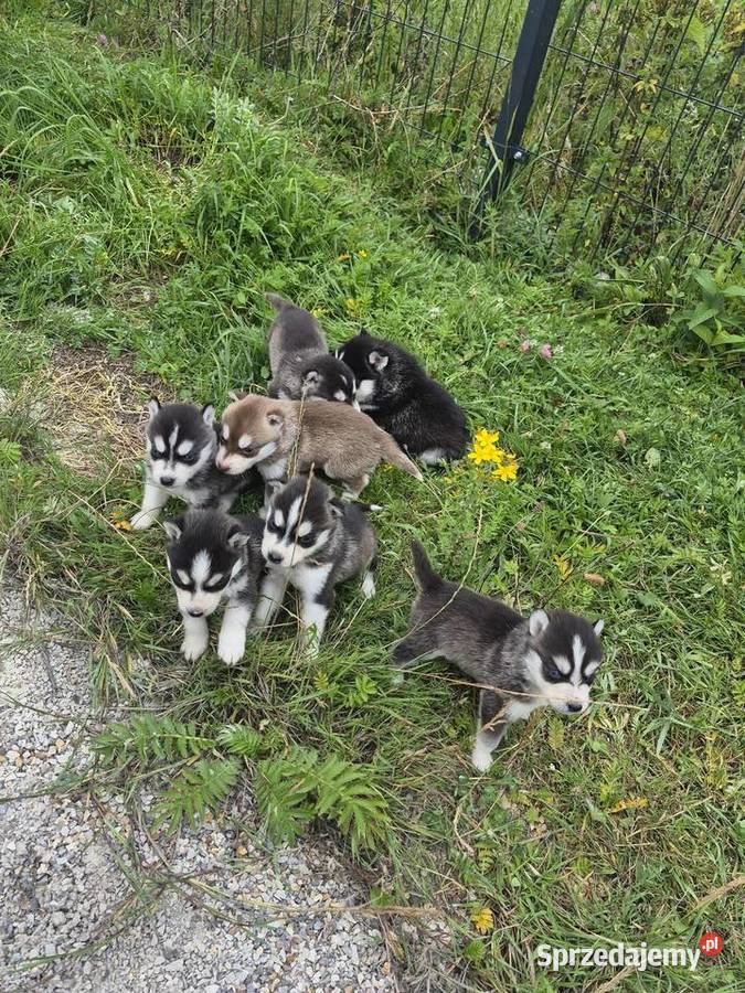 Szczeniaki Syberian Husky Husky Samsonów-Piechotne