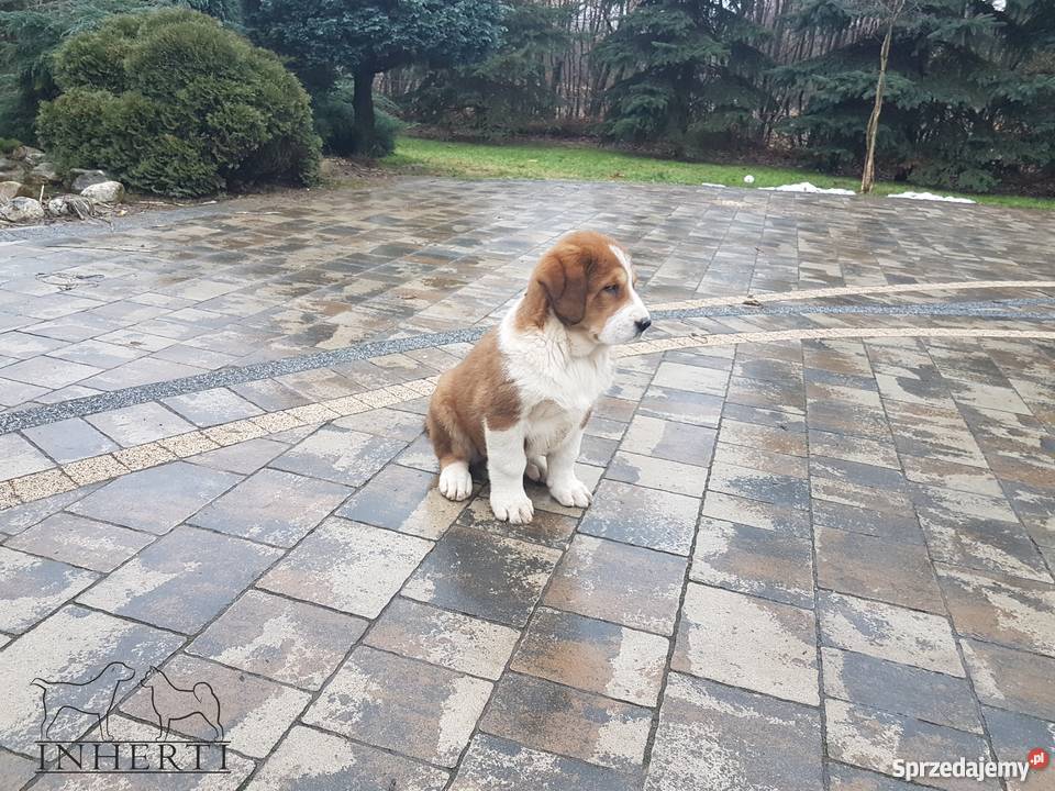 Owczarek Środkowoazjatycki FCI Suczka Owczarek Kraśnik