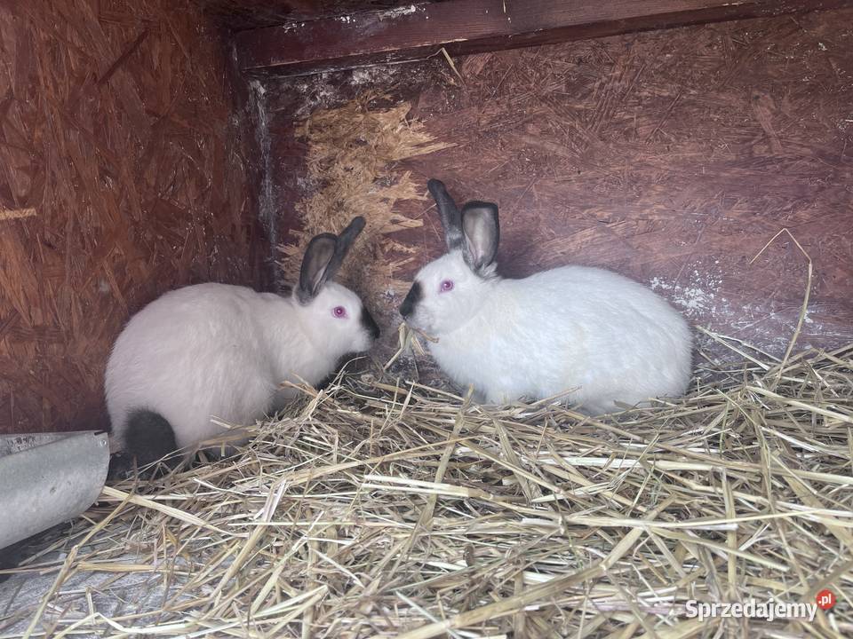 Króliki Kalifornijske Nadstawki