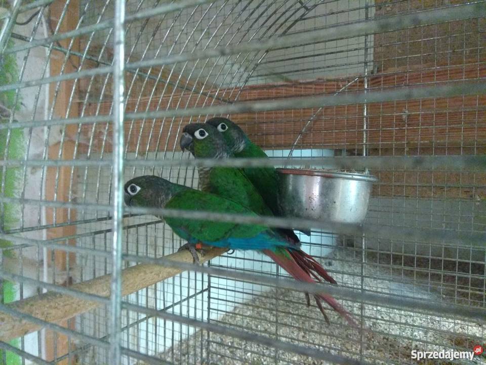 Rudosterka Zielonolica Żory sprzedam