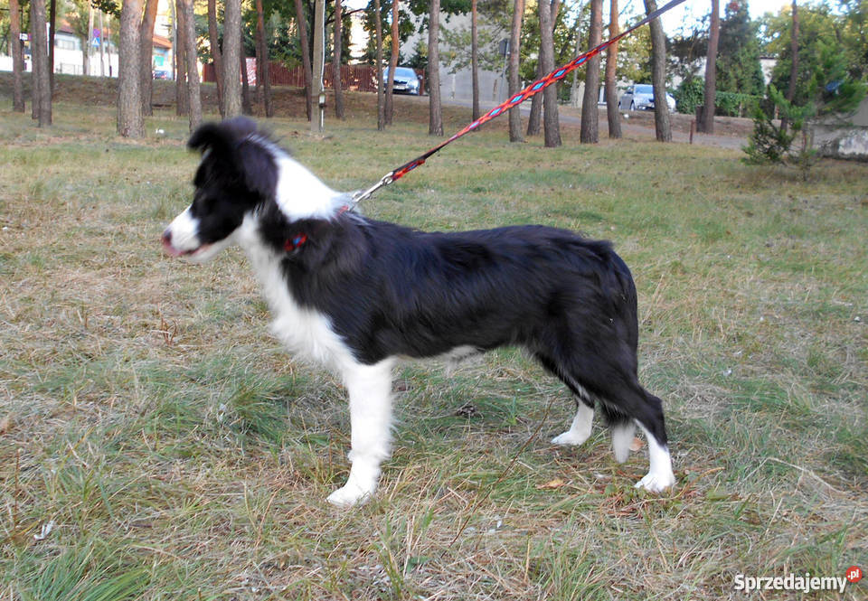 Border Collie rodowodowa suczka z metryką ZKwP Otwock