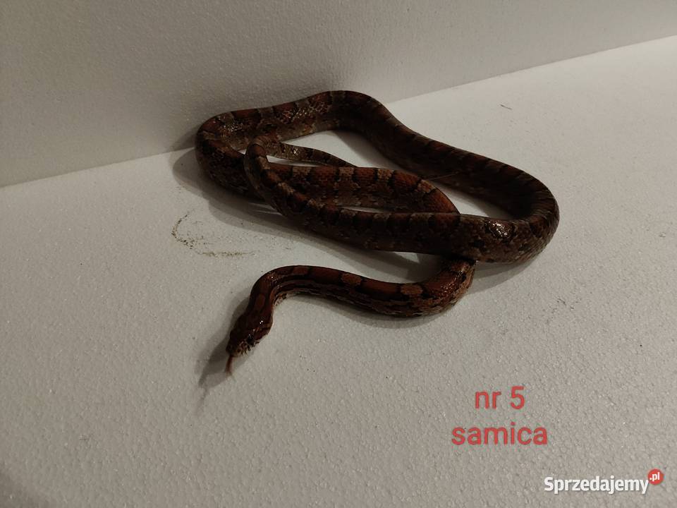 Węże zbożowe Dąbrowa Górnicza