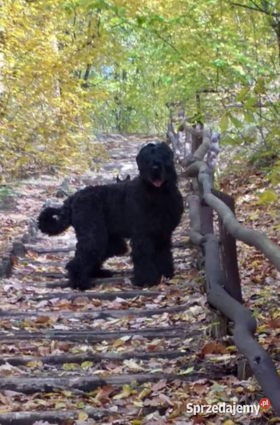 Czarny Terier Rosyjski Krzeszyce