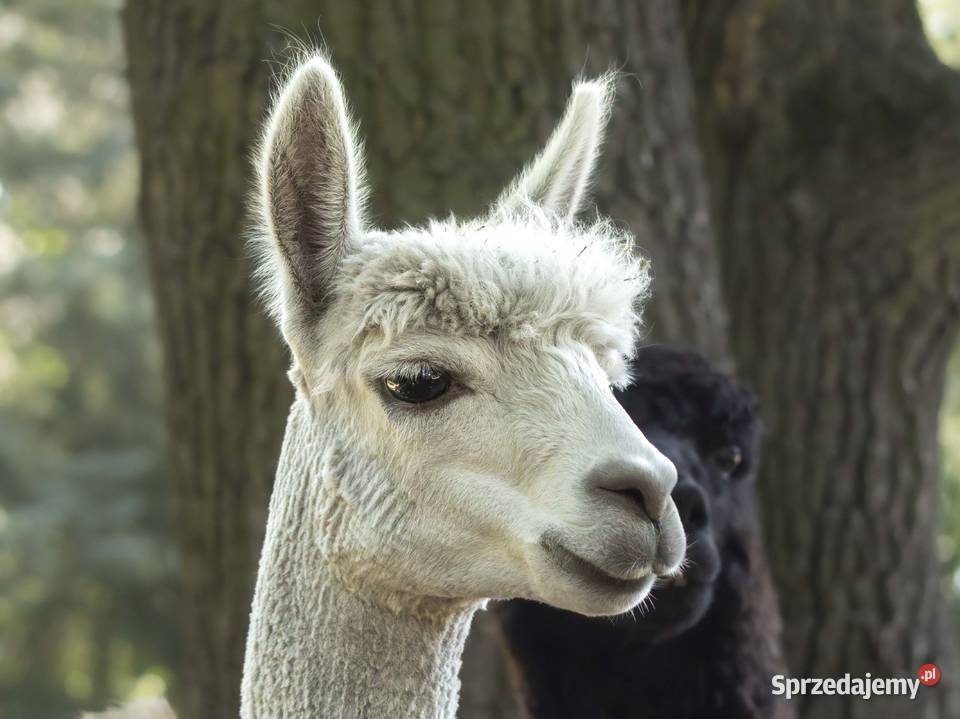 Sprzedam piękną alpakę samiec alpaki Warszawa sprzedam