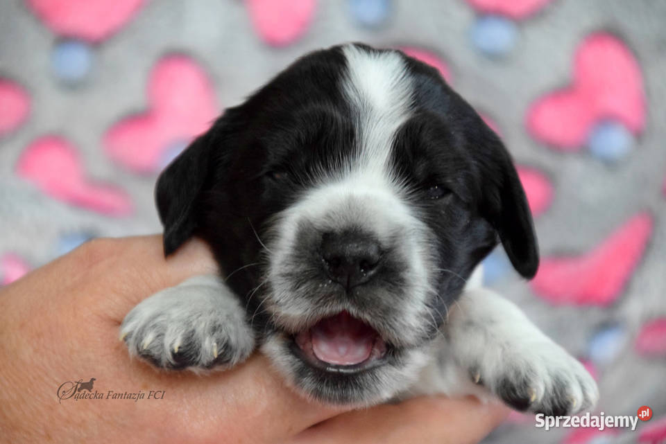 Cocker Spaniel Angielski szczenięta małopolskie Nowy Sącz sprzedam