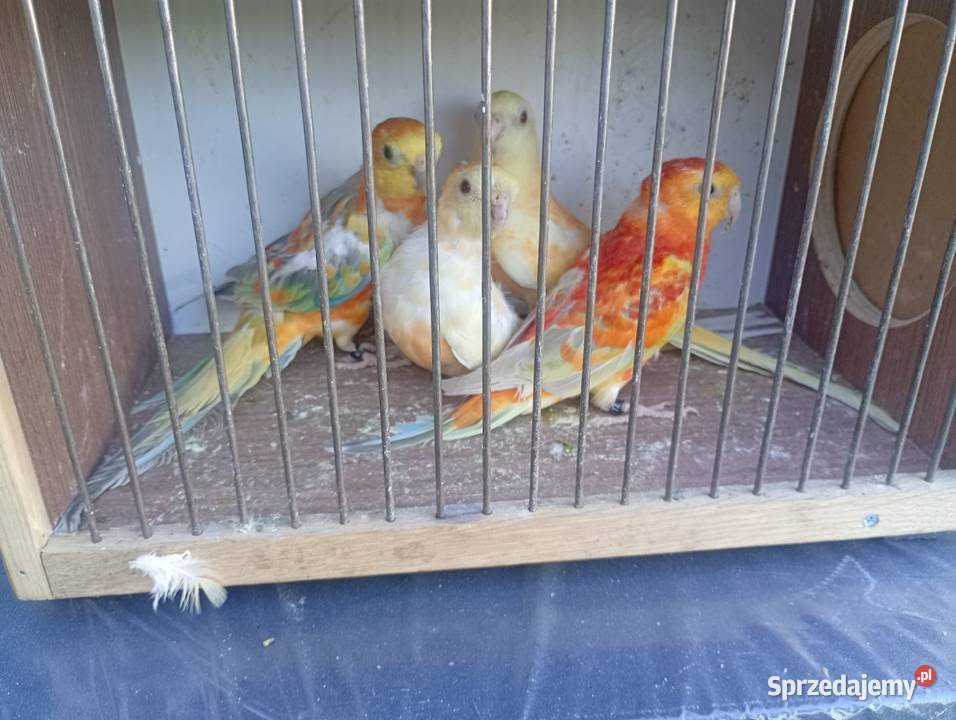 Świergoty samce samice