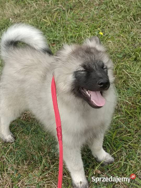 Szczeniak Szpic wilczy wolfspitze FCI ZKWP Brzęczkowice