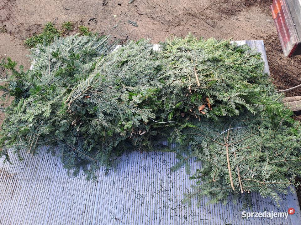 Gałęzie jodły pospolita kaukaska Sierpc