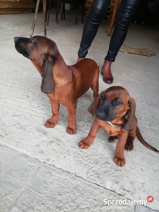 Posokowiec bawarski szczenięta Zwierzyniec