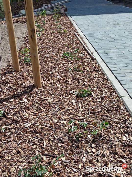 Zrębki Zrębka Leśna na podsypkę kompostowa pomorskie Chmielno