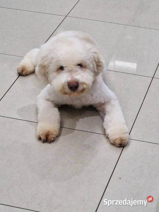 Lagotto Romagnolo ZKwPFCI Jakubowice Konińskie