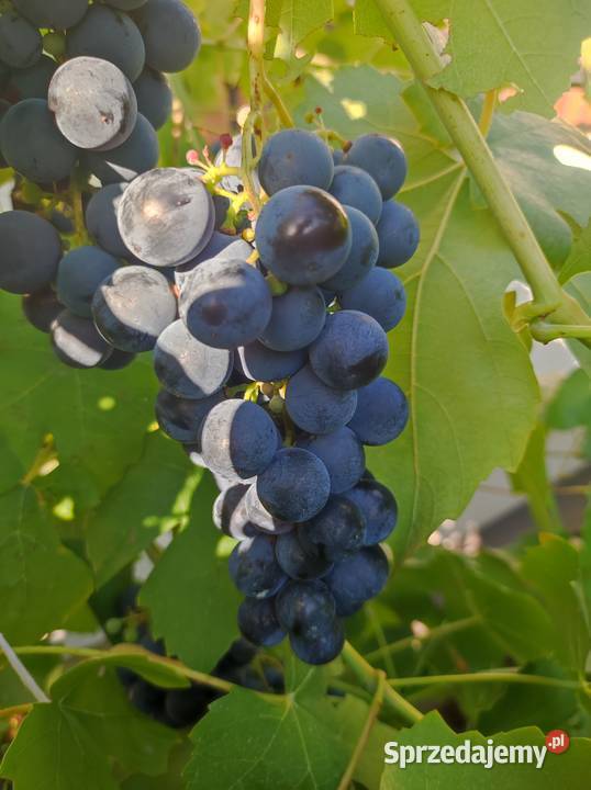Winogrona na wino i soki sadzonki winorośli kujawsko-pomorskie Toruń