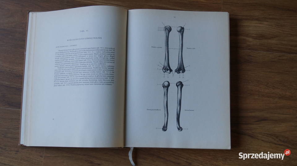 Jeno Barcsay Anatomia artysty 1988 Rok wydania 1988 Mrowino