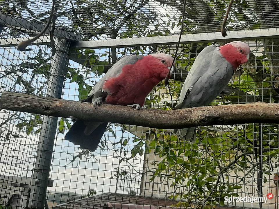 Kakadu różowe para 23r Skała