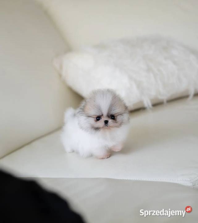 Biały Pomeranian Szczeniak podkarpackie Przemyśl sprzedam