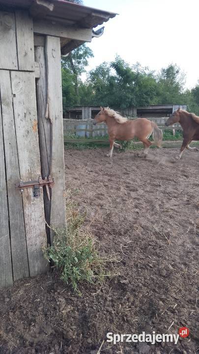 Sprzedam zrebice zimnokwista Gąbin