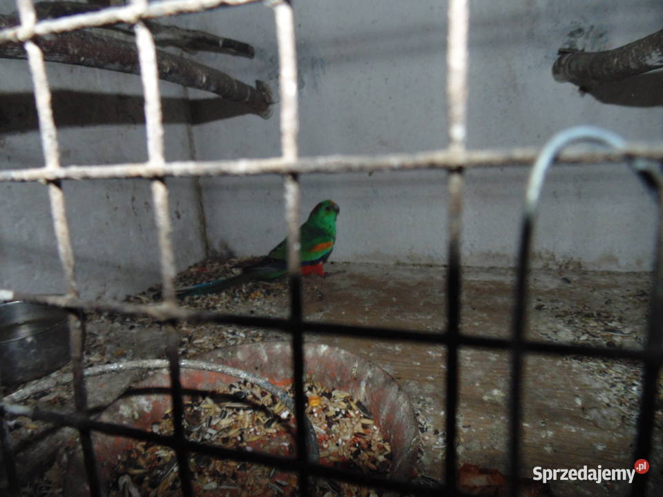 swiergotka wielobarwna 10 Racibórz