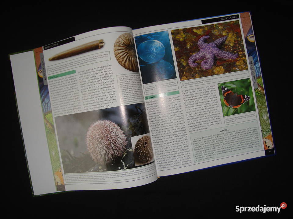 Album Bezkręgowce Stawonogi Owady z fotoopisem Tychy