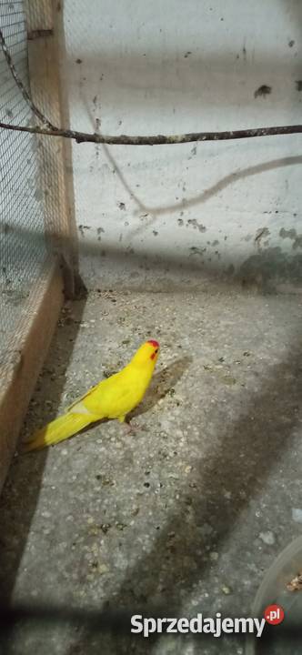 Papugi modrolotki podkarpackie