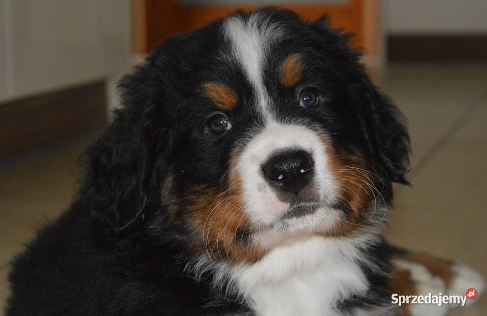 Śliczne Berneńskie psy pasterskie Berneński Pies Pasterski