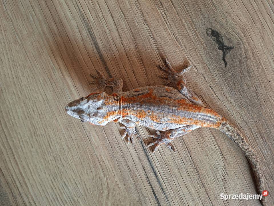 Gekon nie orzęsiony gargulcowy samica Kraków