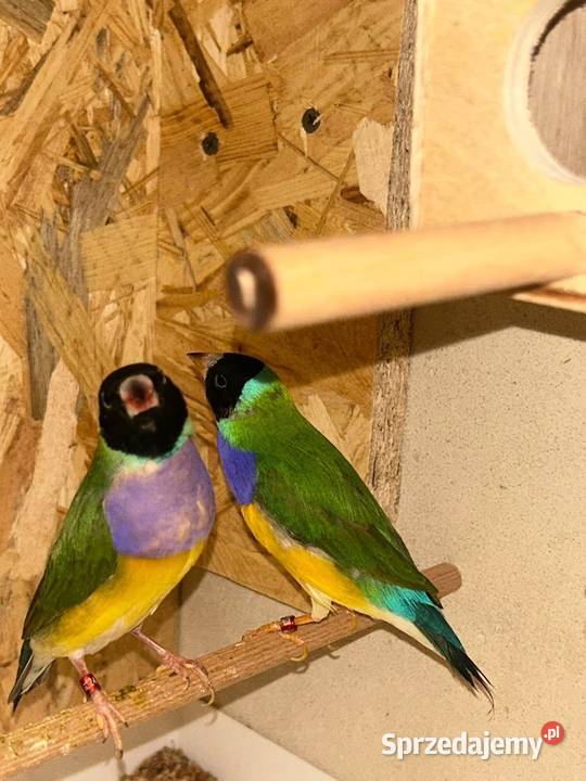 Amadyny Wspaniałe Cianowice