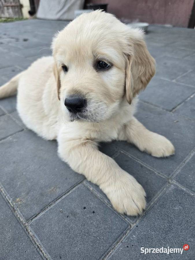 Golden retriver Psiaki gotowe na nowy dom Izbica sprzedam