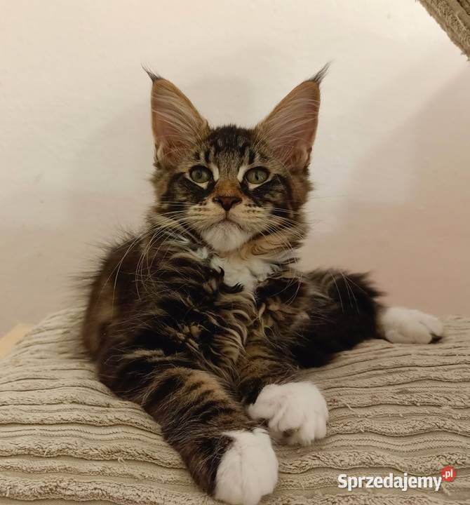 Kochane kociaczki Maine coon Maine Coon Wrocław