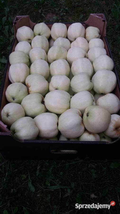 ANTONÓWKA tanio Jabłka prosto z sadu mazowieckie Grójec